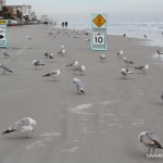 Sea Gulls on Daytona Beacy