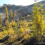 Larch Trees