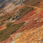 Color on the Meadow