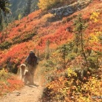 Color on the Meadow