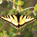 Tiger Swallowtail