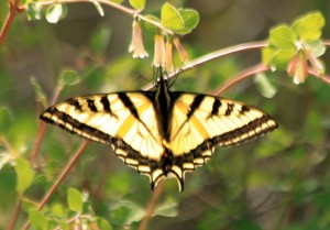 Tiger Swallowtail