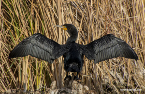 Double Crested Cormorant